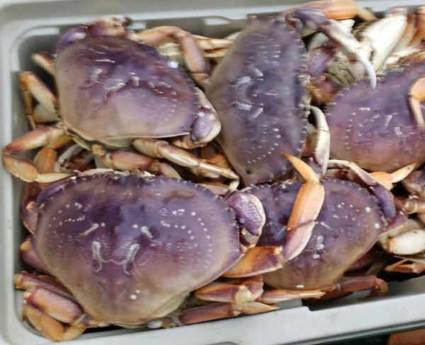 Ocean Crabbing Trip