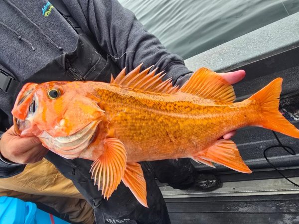 Offshore Rockfish Trip (Long-Leader)