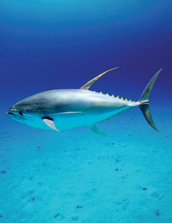Albacore Tuna & Exotics